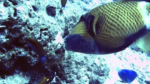 Close up view if fish and eat prey in rock of coral reef, Maldives Stock Footage 171194569