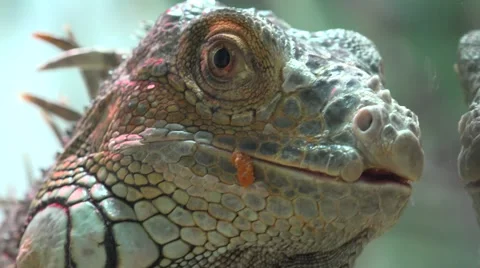 Close Up View Of Iguana. 4K UltraHD, UHD Vídeos de archivo 56569408