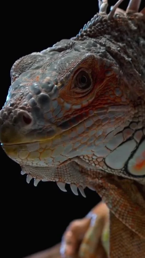 Close-up view of an iguana Stock Footage 326919054