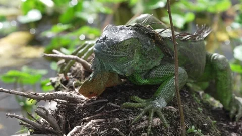 Close view of an iguana sitting on a log in a natural setting Vídeos de archivo 334664512