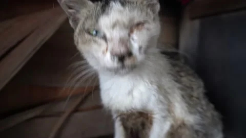 Close up view of a illness cat Video stock 144928845