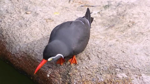 Close up view of an Inca Tern bird  Stock Footage 254166985