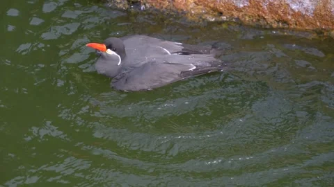 Close up view of an Inca Tern bird Stock Footage 254172641