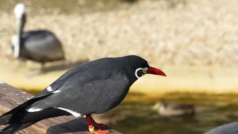 Close up view of an Inca Tern bird  Stock Footage 271206925
