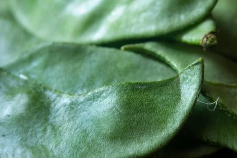 Close view of indian broad bean (also known as Vicia faba) Stock Photos