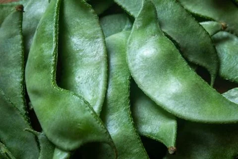 Close view of indian broad bean (also known as Vicia faba) Stock Photos