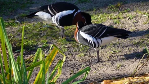 Close up view of indian geese  Stock Footage 294928819