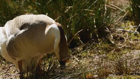 Close view of a indian goose  Stock Footage 274237864