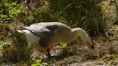 Close view of a indian goose  Stock Footage 274240531