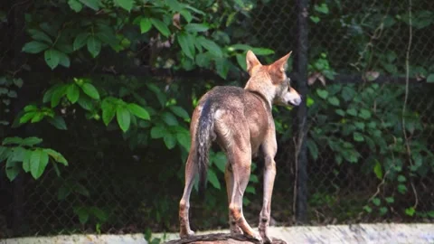 Close view of an Indian gray wolf in a zoo enclosure, slow motion footage. Stock Footage 341345915