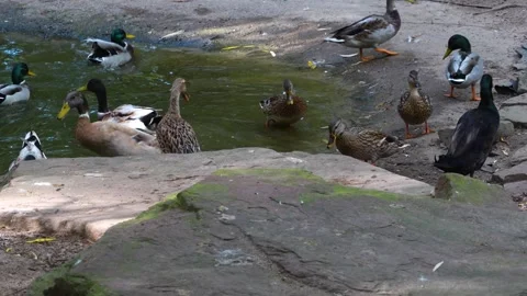 Close  view of Indian runner duck Stock Footage 260124347