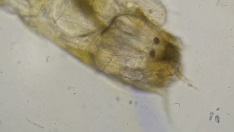 Close up view of insect larva Video stock 105643035