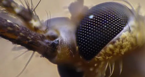 Close - up view of insect in nature Stock Photos