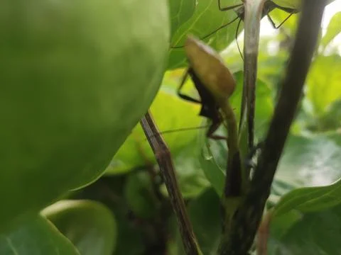 A close-up view of an insect partially hidden among green leaves. Stock Photos