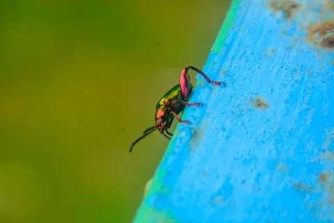 Close-up view of an insect perched on a blue iron pole. with a blurred back.. Stock Photos
