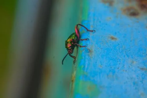 Close-up view of an insect perched on a blue iron pole. with a blurred back.. Stock Photos