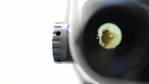 Close-up view of insects through a microscope lens Stock Footage 300150959