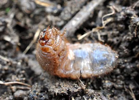 Close-up view of insects - worm Stock Photos