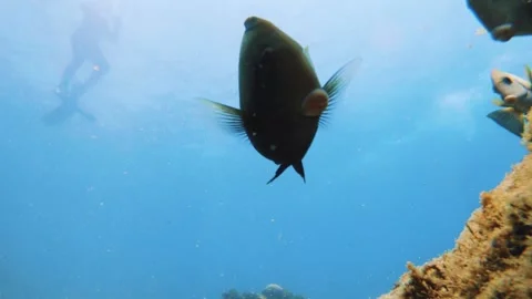 Close up view of Inshore Surgeonfish light and dark color size wondering swimmin Stock Footage 252953615