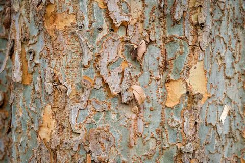 Close up view of interesting tree bark Stock Photos