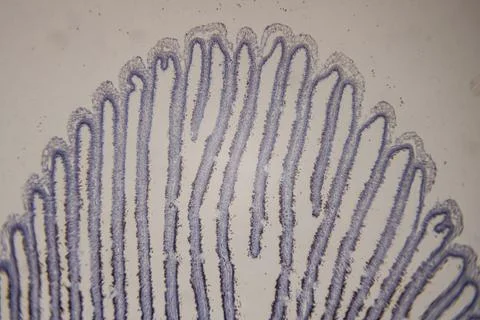Close-up view of intricate patterns on a thin slice of plant material with .. Stock Photos