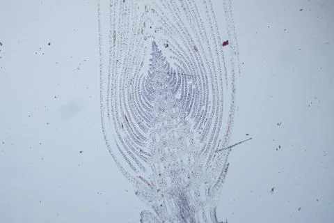 Close-up view of intricate patterns in translucent squid skin with fine lin.. Stock Photos