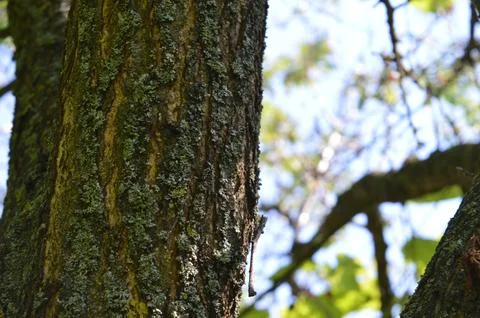 Close-up view of intricate tree bark showcasing Stock Photos