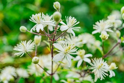 Close-up view of intricately patterned white flowers with green stems and lea Foto stock