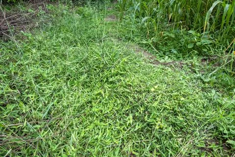 Close up view of invasive green grass weed growing among agricultural crops.. Stock Photos