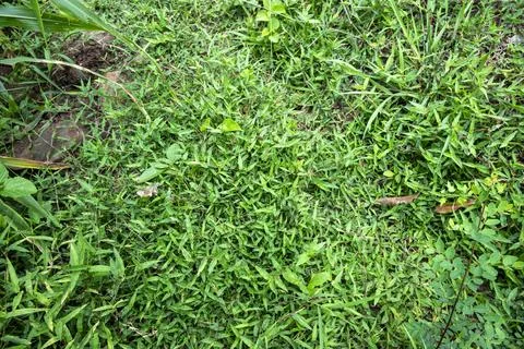 Close up view of invasive green grass weed growing among agricultural crops.. Stock Photos