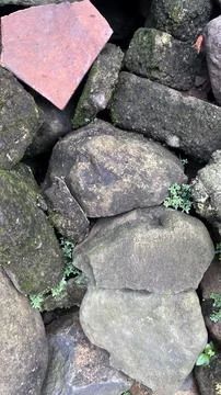 A close up view of irregular dark rocks with a few small green plants emergin Stock Photos