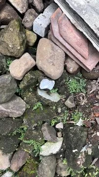 A close view of irregular rocks, small green moss, and scattered debris in an Foto stock