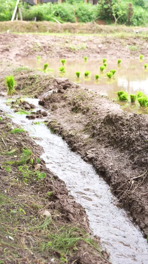 A close-up view of an irrigation system in a rice paddy field Stock Footage 344706923
