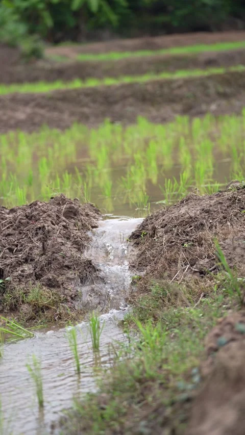 A close-up view of an irrigation system in a rice paddy field Stock Footage 344707579