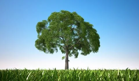 Close up view of an isolated tree in a grass field. Stock Illustration