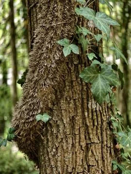 Close view of ivy climbing rough forest tree trunk with textured bark and mos Photos