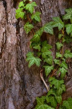 Close-up view of ivy vines intertwining with textured bark of tree Stock Photos