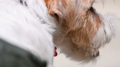 Close view of Jack Russel terrier closeup Stock Footage 96343968