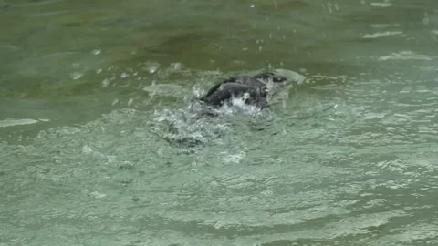 Close view of a jackass or Humboldt penguin swimming  Stock Footage 263819604