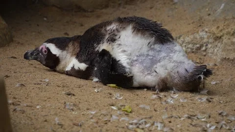 Close view of a jackass or humbolt penguin Stock Footage 299940324