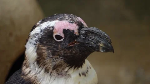 Close view of a jackass or humbolt penguin Stockbeeldmateriaal 299999439