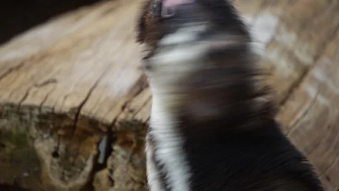 Close view of a jackass or humbolt penguin Видео 299999462