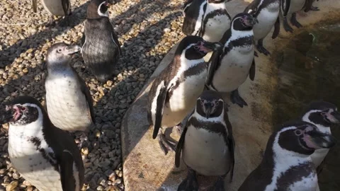 Close view of a jackass or humbolt penguin 库存影片 300048879