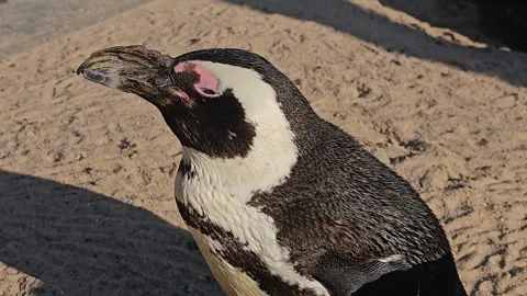 Close view of a jackass penguin Stock Footage 267587659