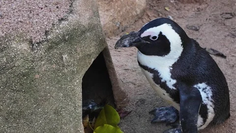 Close view of a jackass penguin Stock Footage 295321376