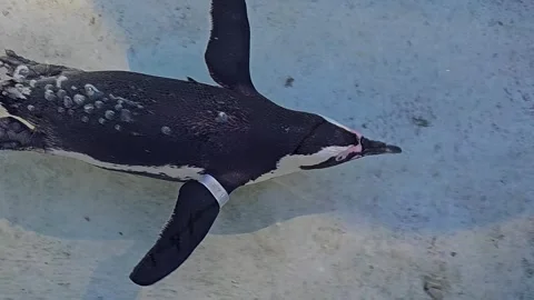 Close view of a jackass penguin swimming Stock Footage 295035984