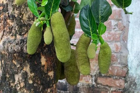 A close-up view of a jackfruit tree with green fruits and leaves against Stock-Fotos