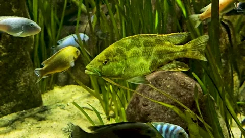 Close view of jaguar cichlid fish in motion Stock Footage 294354599