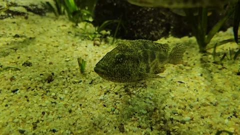 Close up view of  jaguar cichlid fish Stock Footage 296842088