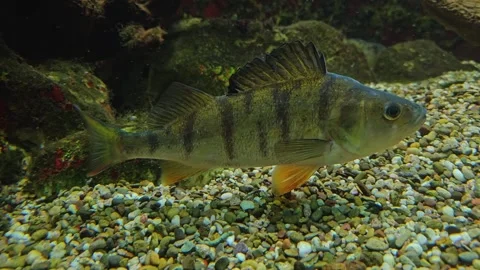 Close view of jaguar cichlid  Video stock 269550407